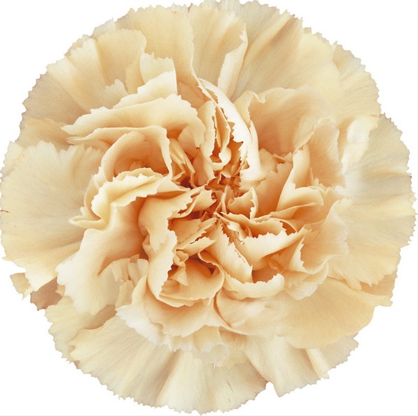 Carnation Caroline Gold Standard Carnation Carnations Flowers by